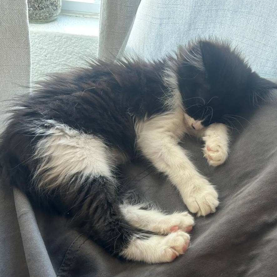 Tuck. Van Byssum , an adopted mixed breed in Denver, CO image 3/4