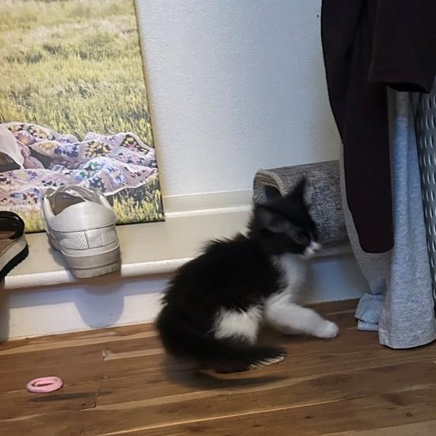 Tuck. Van Byssum , an adopted mixed breed in Denver, CO image 4/4