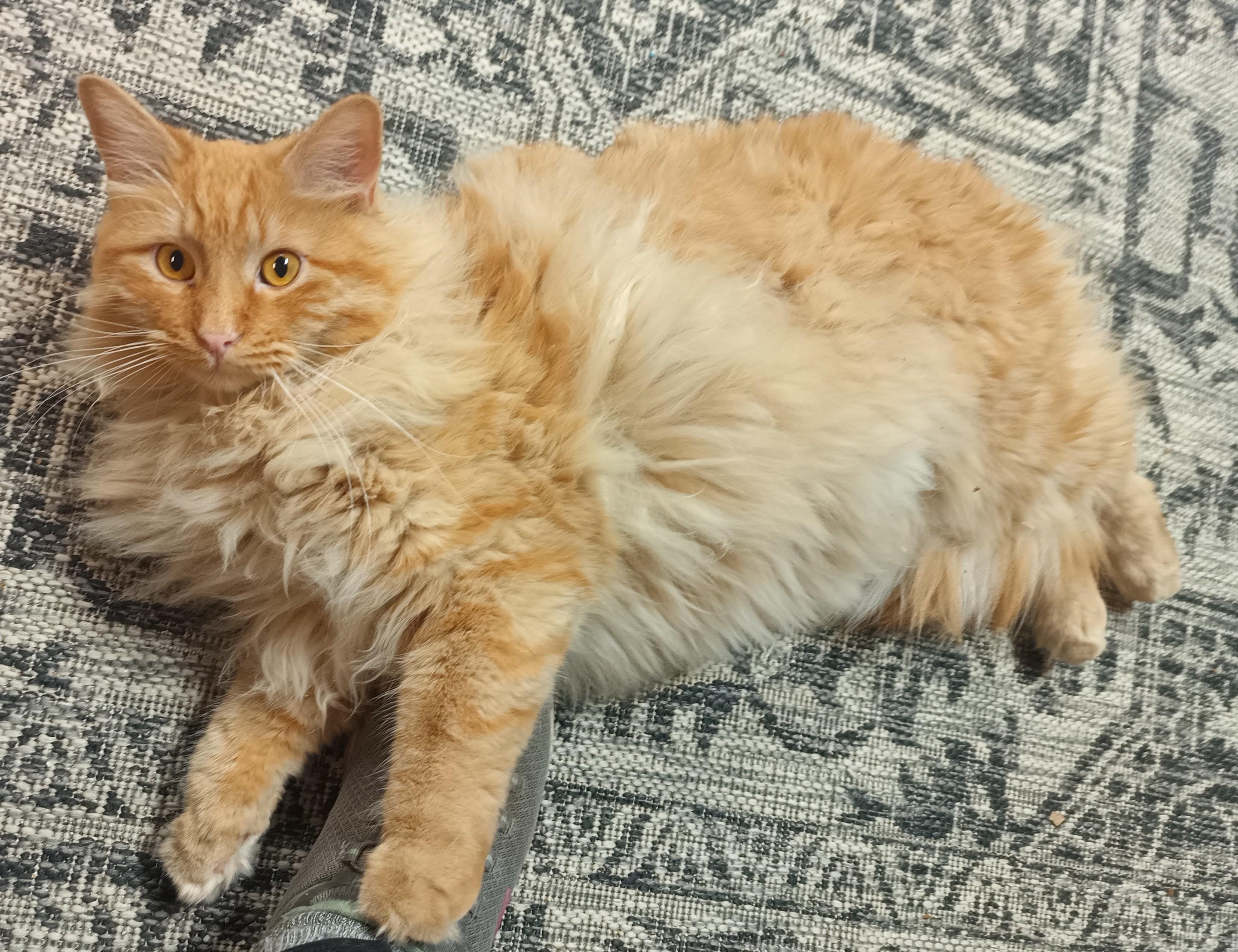 Murphy, ADOPTABLE, Young Male Domestic Long Hair & Tabby.