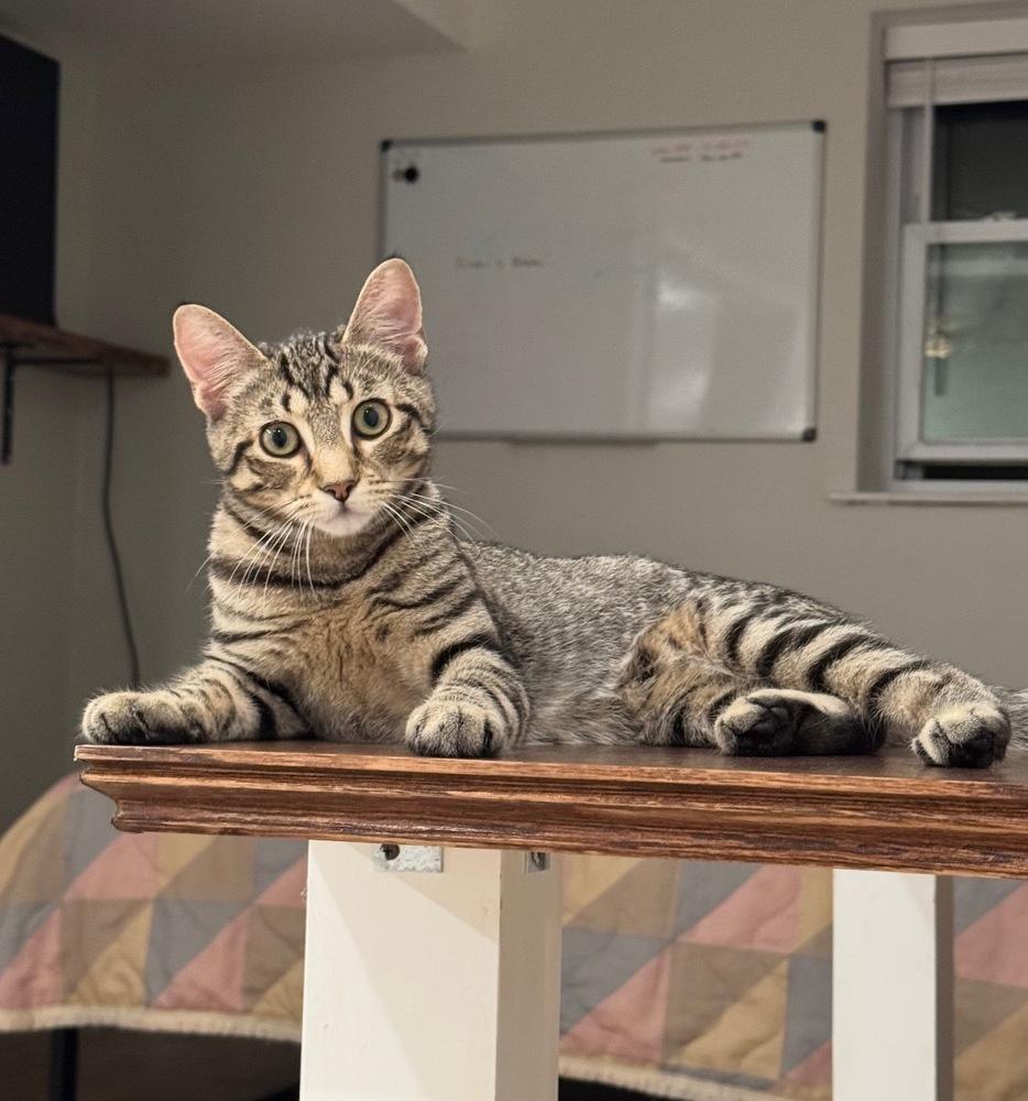 Enlarge Cinnamon, a Adoptable Domestic Short Hair in Lake Grove, NY image 1/1