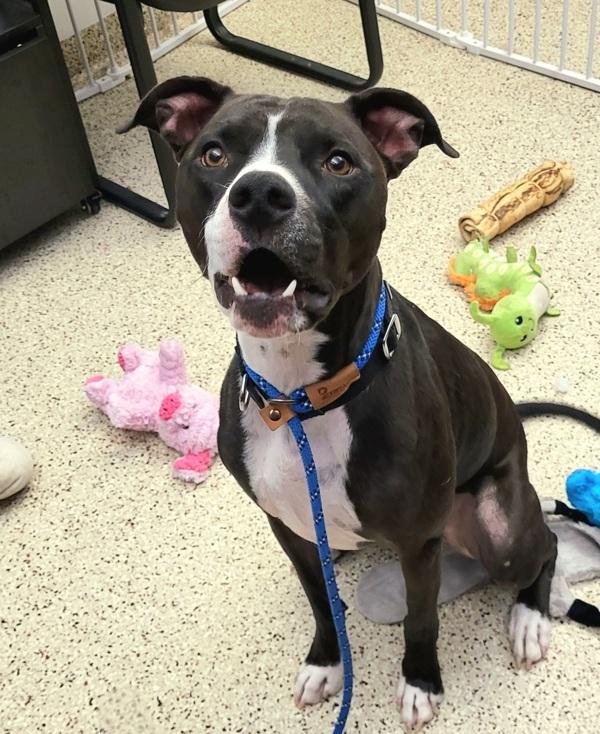 Capone 45749, Adoptable, Adult Male Pit Bull Terrier.