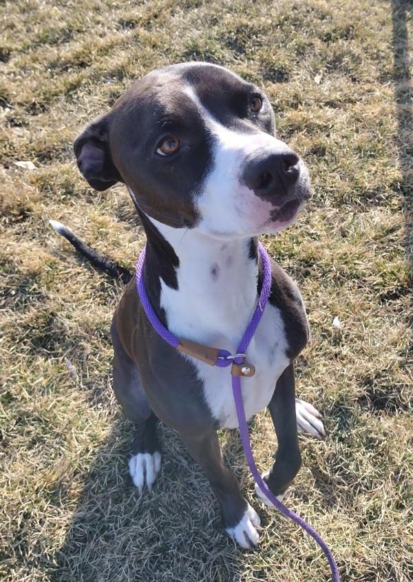 Enlarge Capone 45749, a Adoptable mixed breed in Pocatello, ID image 6/6