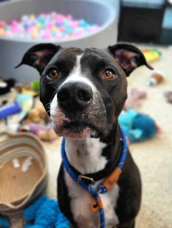 Enlarge Capone 45749, a Adoptable mixed breed in Pocatello, ID image 4/6