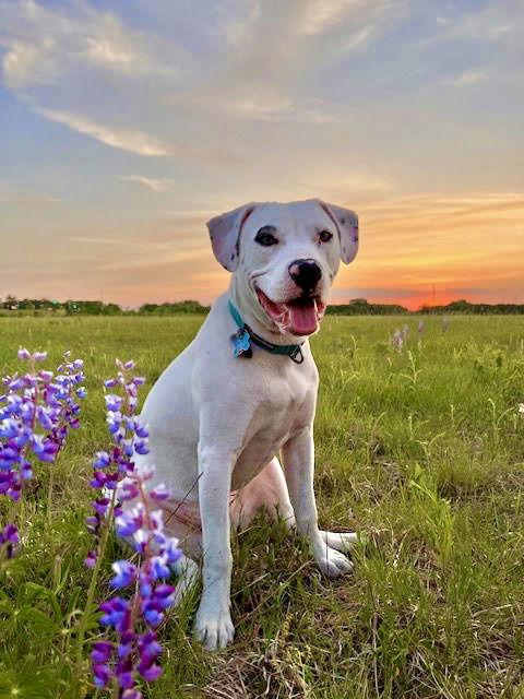 Fenrir, Adoptable, Adult Male American Bulldog & Boxer.