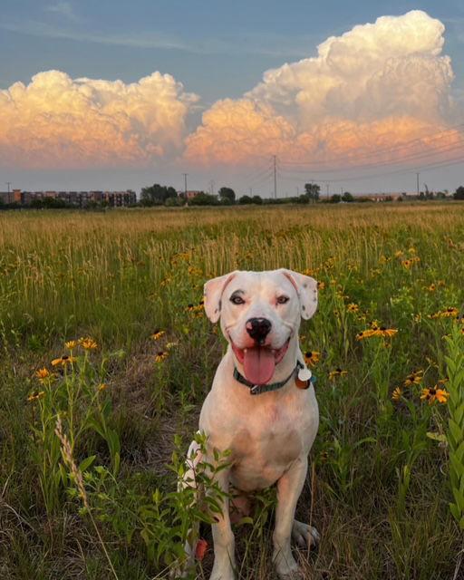 Enlarge Fenrir, a Adoptable mixed breed in Minneapolis, MN image 2/3