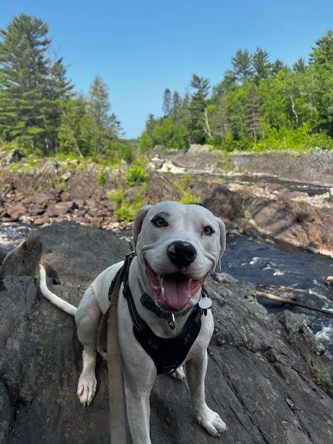 Enlarge Fenrir, a Adoptable mixed breed in Minneapolis, MN image 3/3