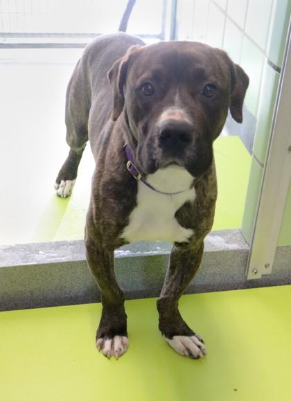 Wizard, Adoptable, Young Male Basset Hound & Pit Bull Terrier.