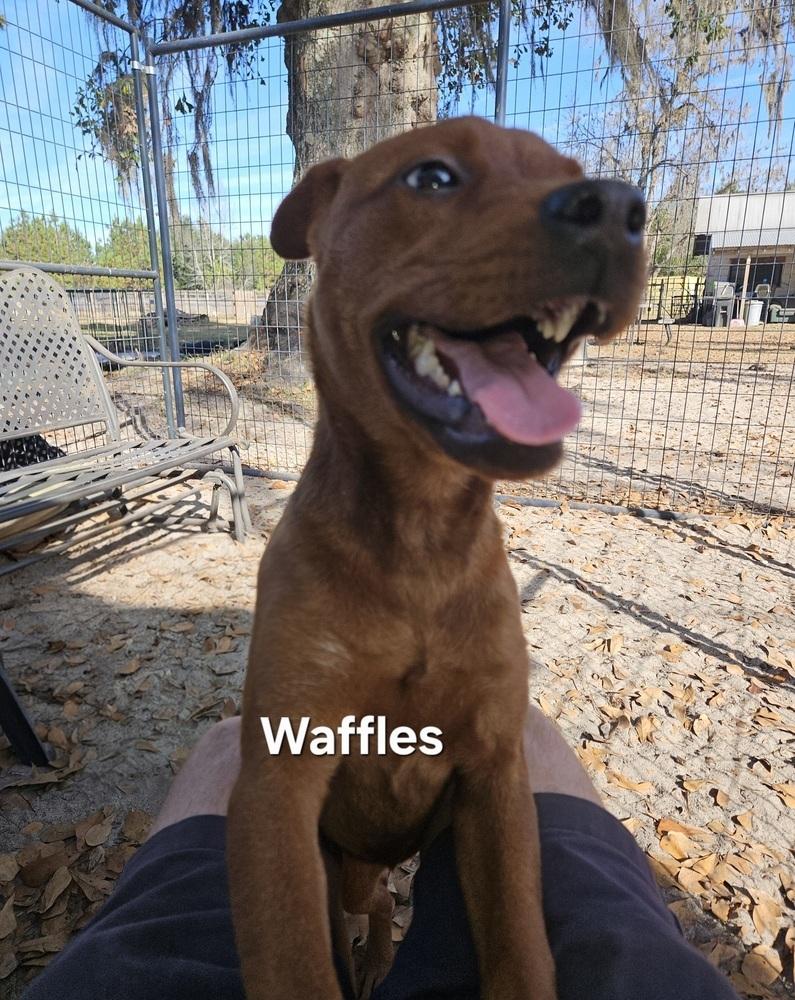 Waffles, Adoptable, Adult Female Feist.