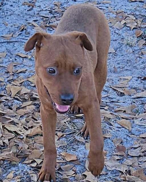 Waffles, a Adoptable Feist in Clinton, ME image 2/2