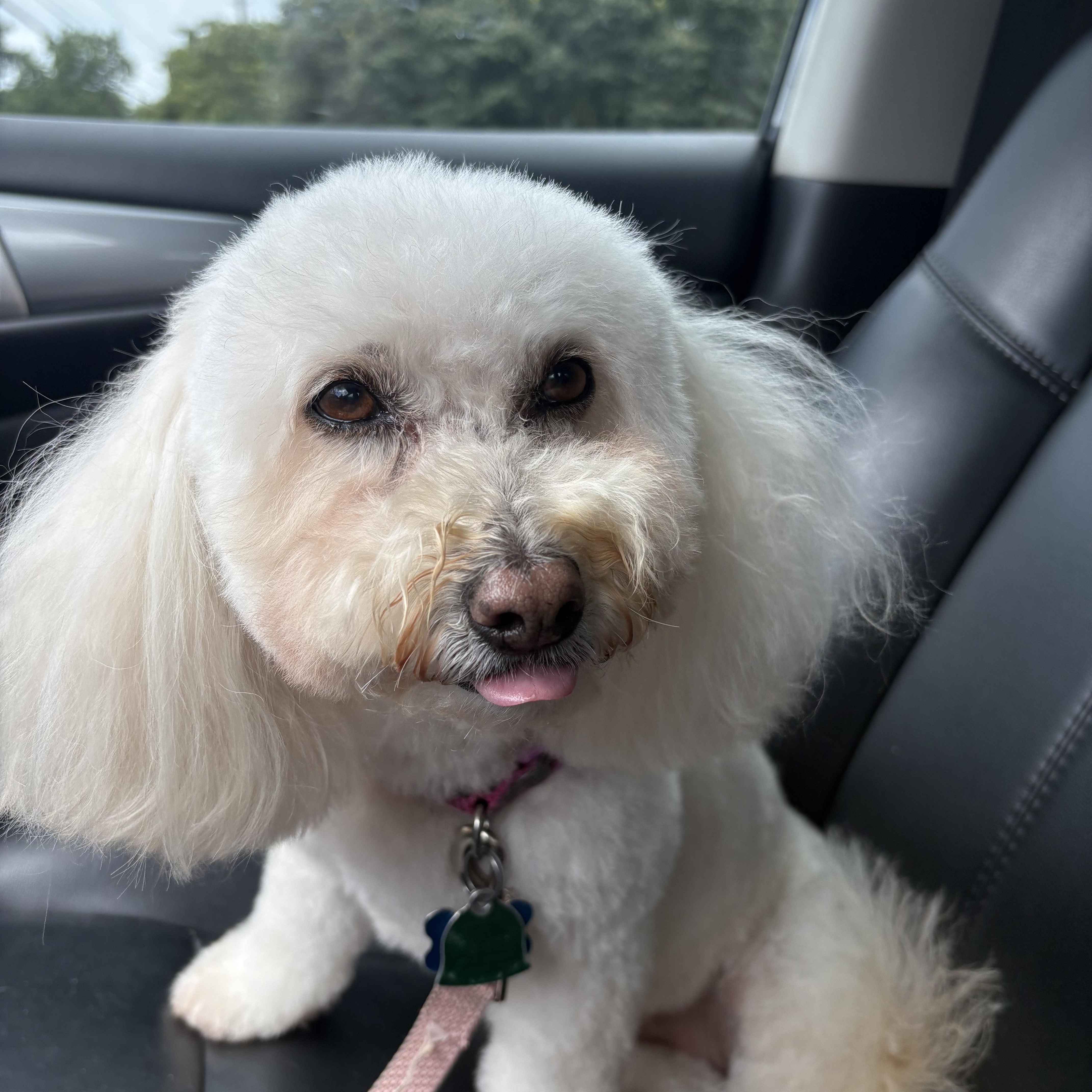 Enlarge Shirley, an adoptable Bichon Frise in Franklin, TN image 2/4
