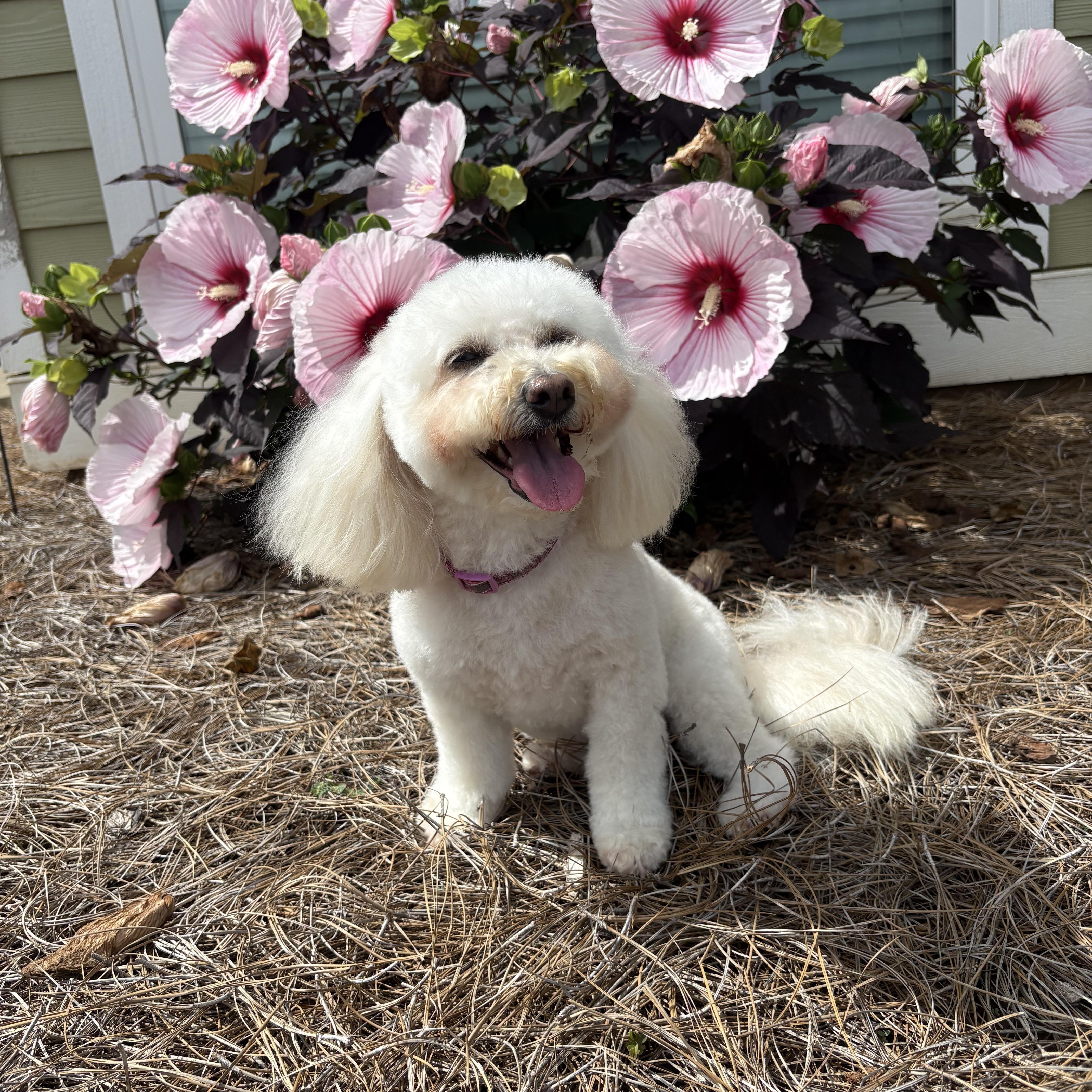 Shirley, adoptable, Adult Female Bichon Frise.