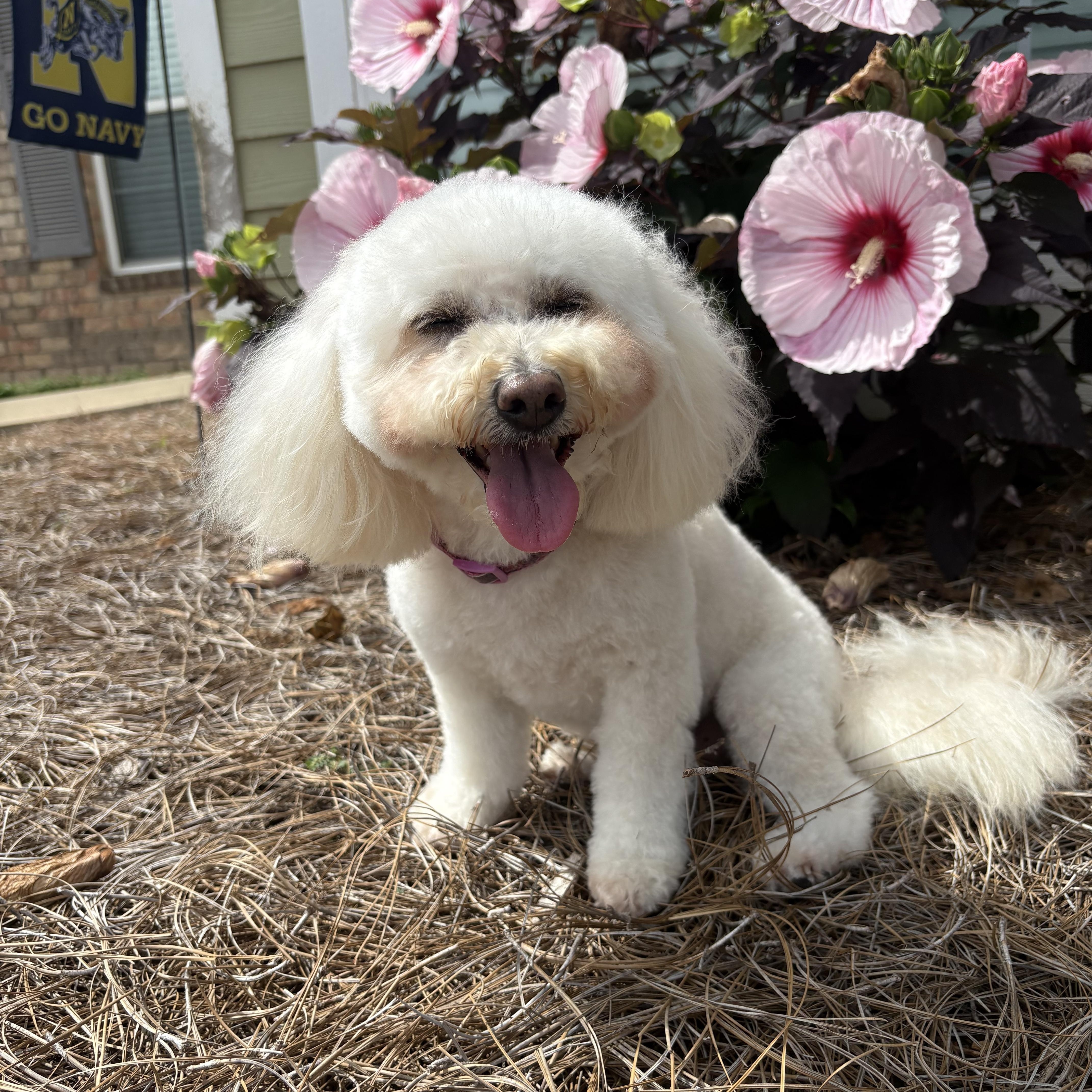Enlarge Shirley, an adoptable Bichon Frise in Franklin, TN image 3/4