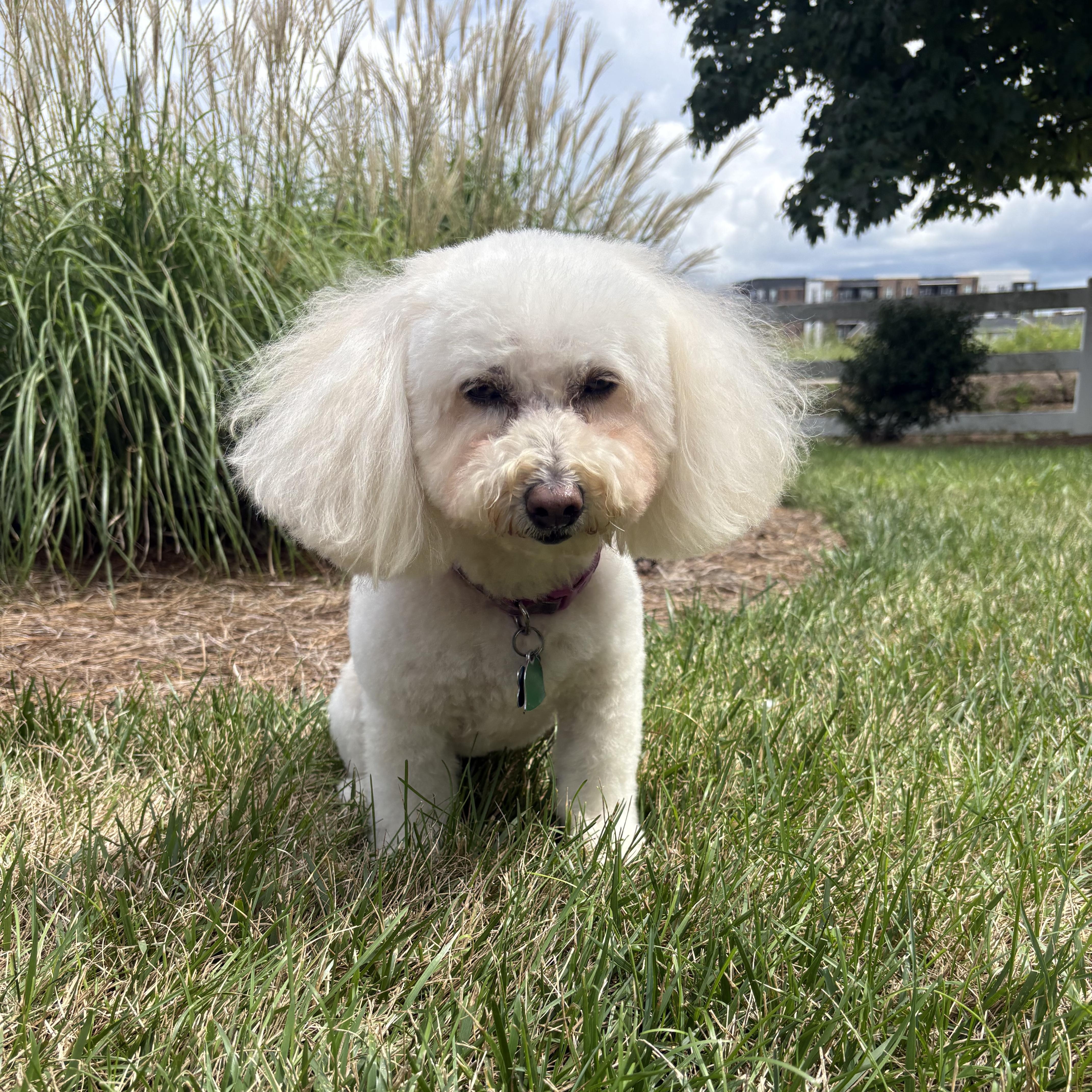 Enlarge Shirley, an adoptable Bichon Frise in Franklin, TN image 4/4