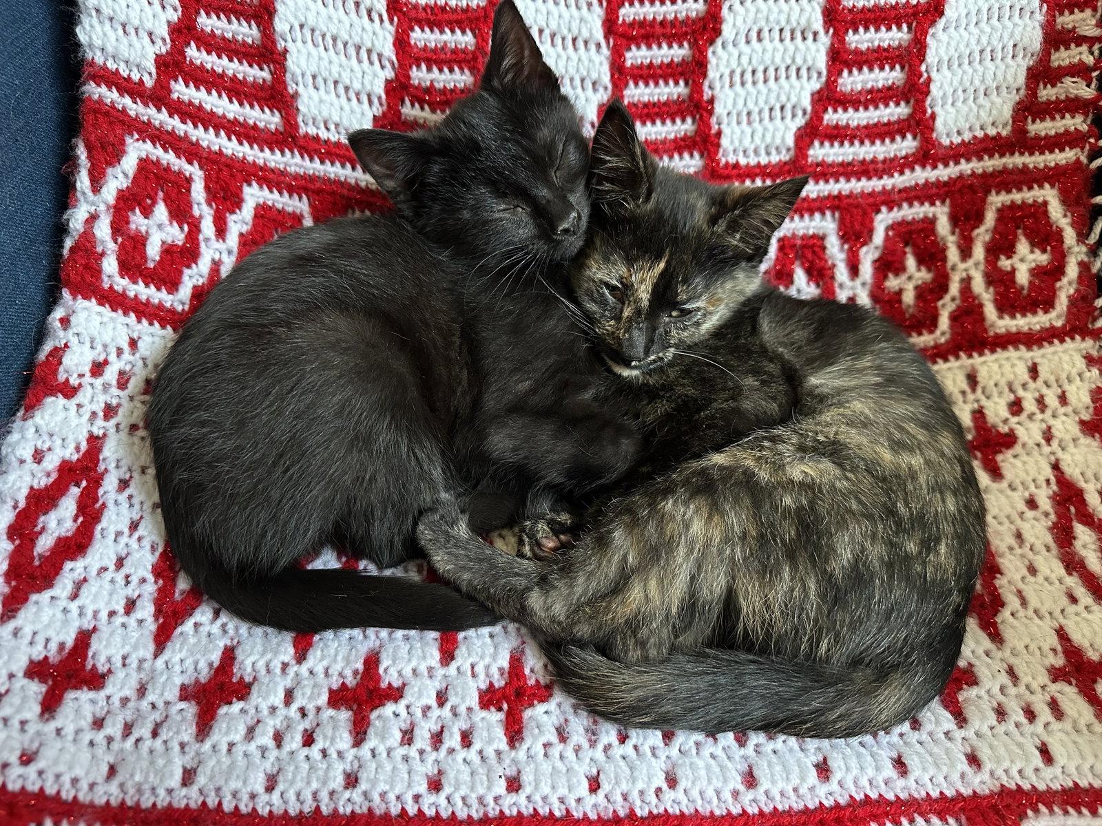 Enlarge Hazelnut, a Adopted Domestic Short Hair in Cary, NC image 1/3