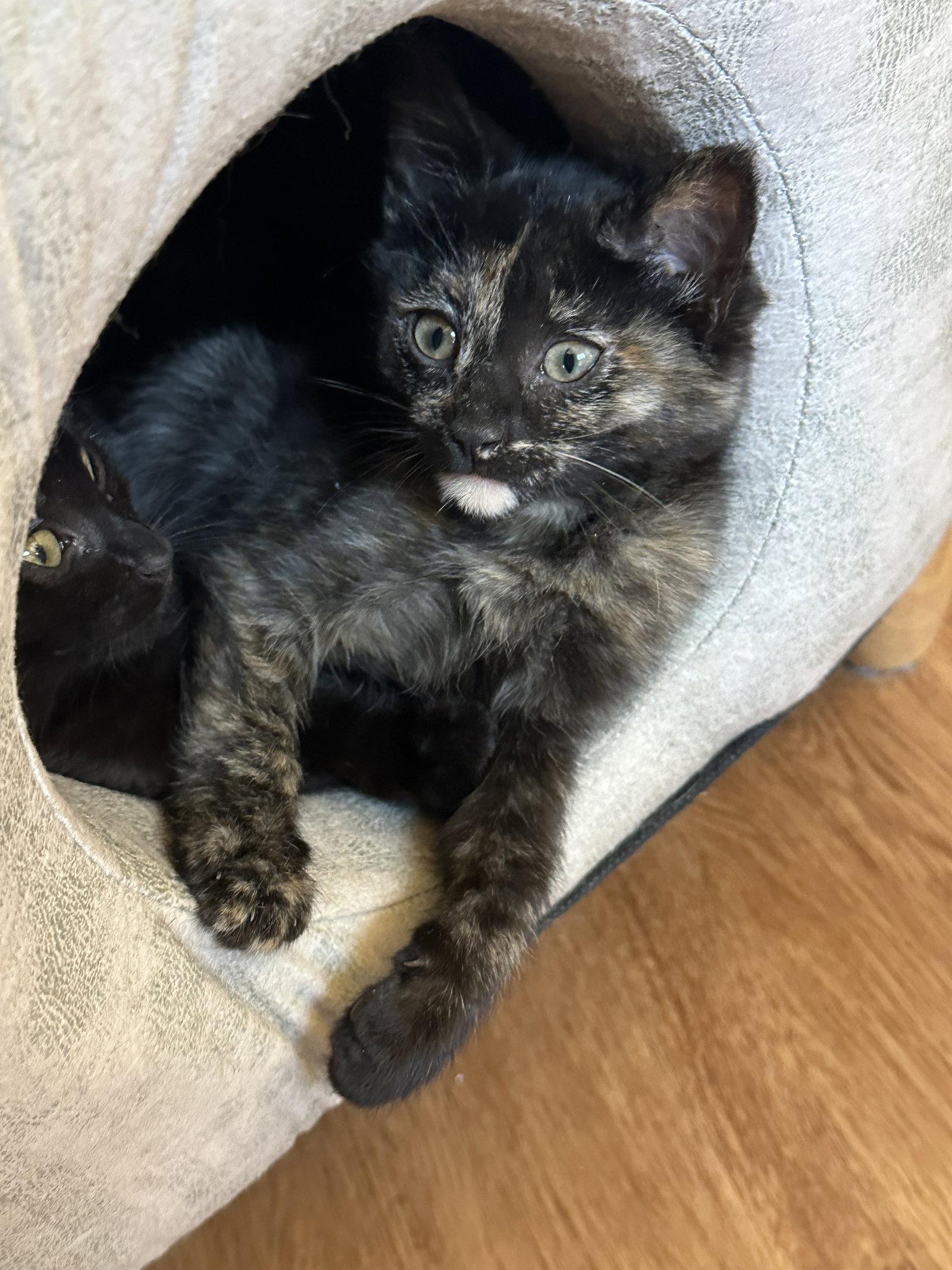 Enlarge Hazelnut, a Adopted Domestic Short Hair in Cary, NC image 2/3