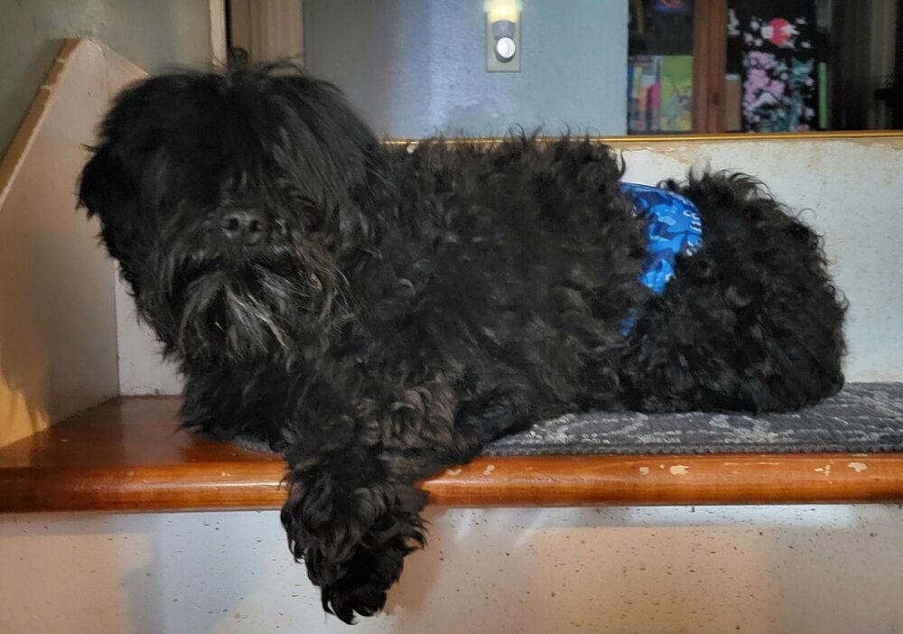 Enlarge 1109 Jett, a Adoptable Havanese in St Peters, MO image 3/4