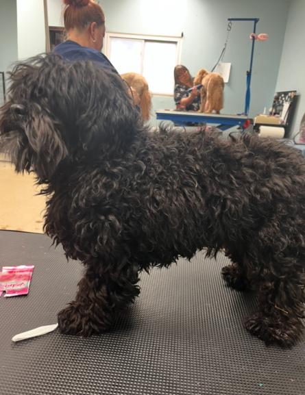 Enlarge 1109 Jett, a Adoptable Havanese in St Peters, MO image 4/4