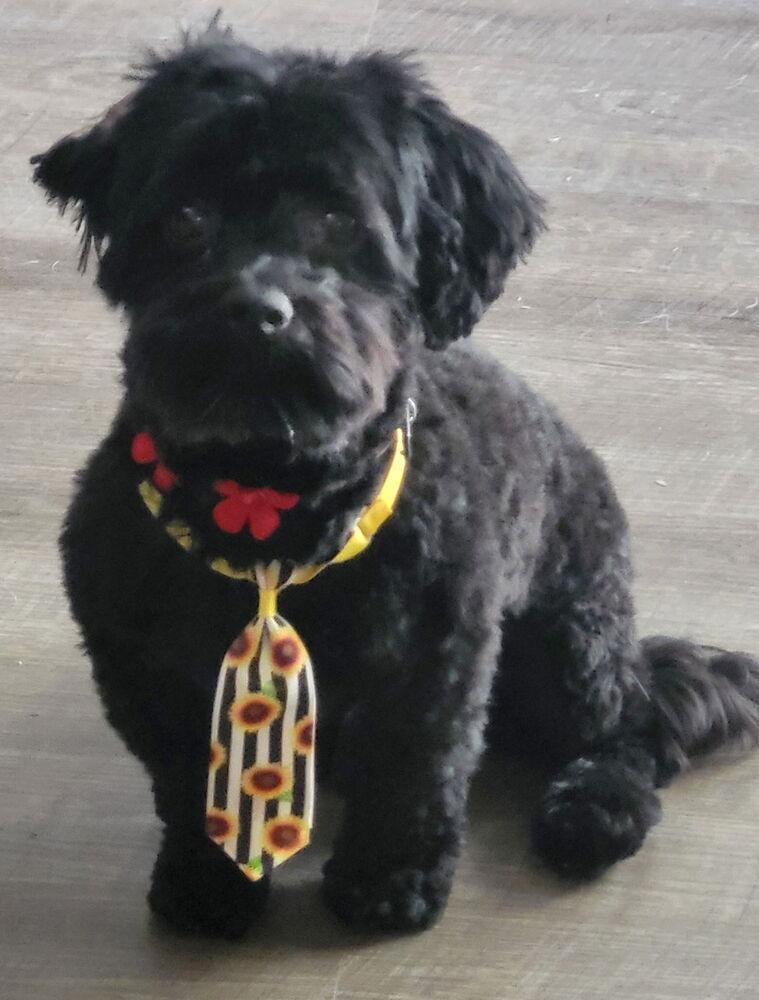 Enlarge 1109 Jett, a Adoptable Havanese in St Peters, MO image 1/4