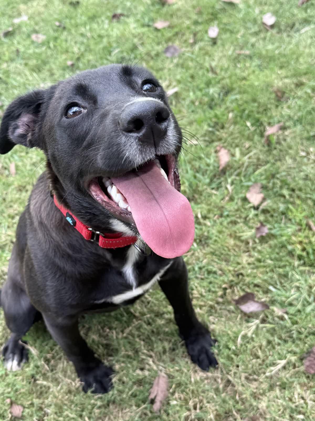 Enlarge Buster, a Adoptable mixed breed in MOORESVILLE, NC image 5/5