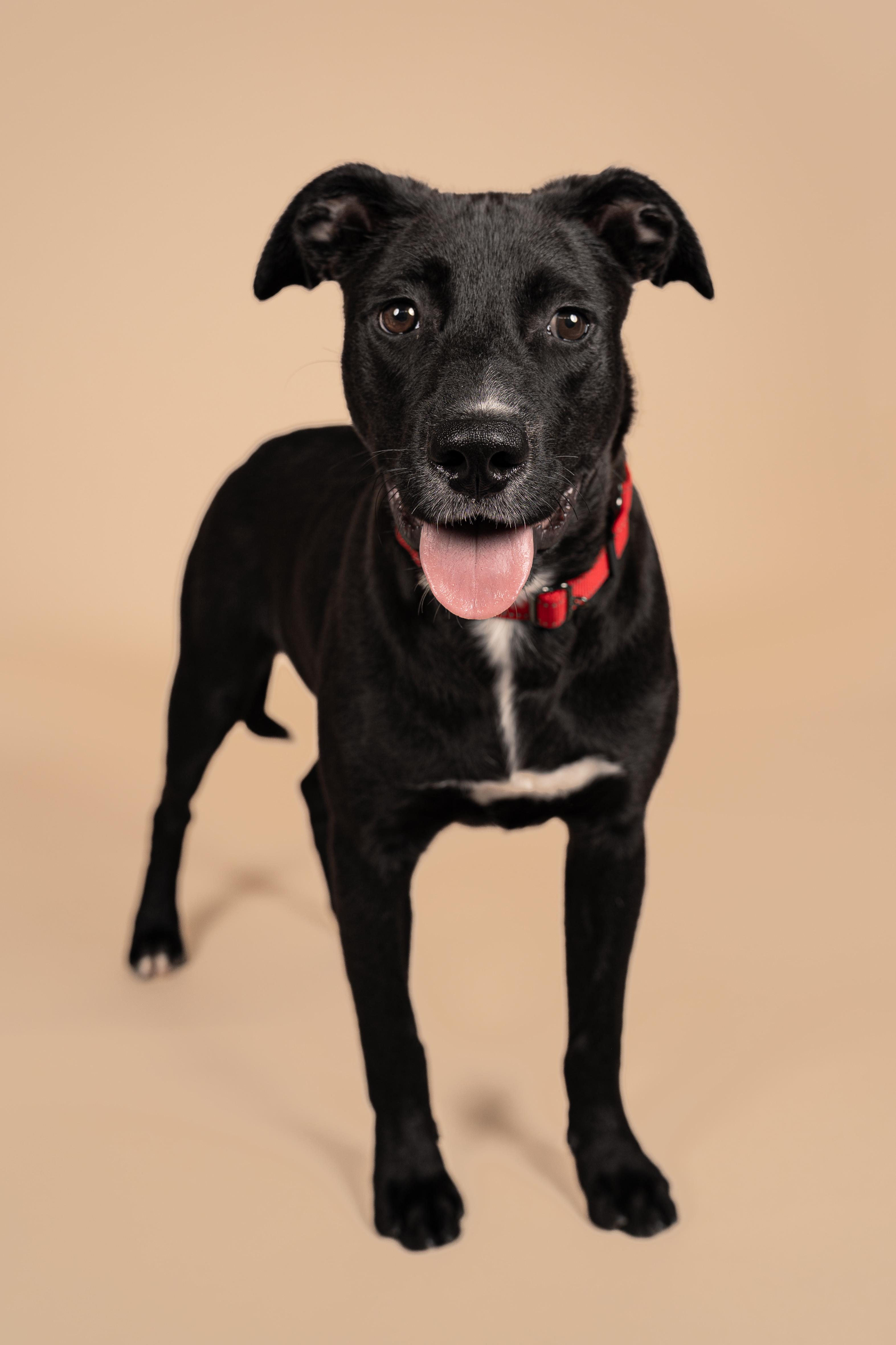 Enlarge Buster, a Adoptable mixed breed in MOORESVILLE, NC image 2/5