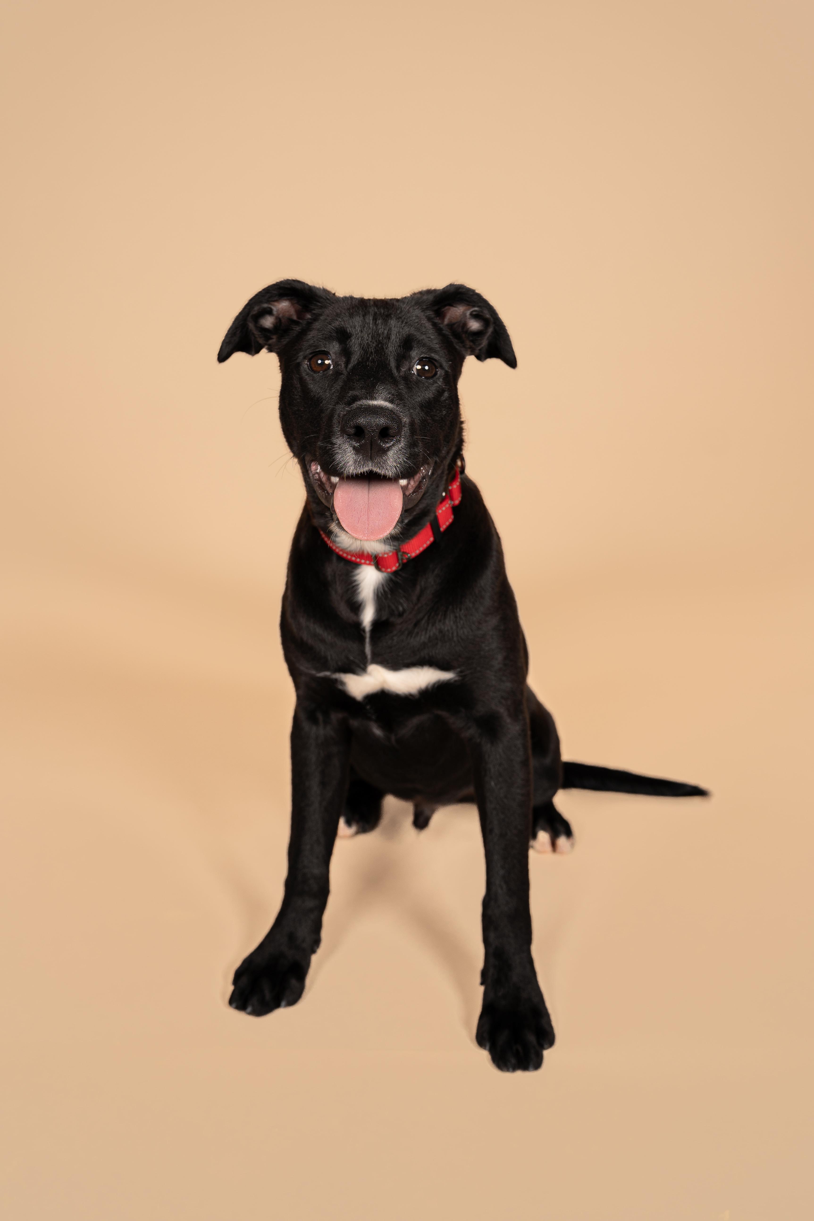 Enlarge Buster, a Adoptable mixed breed in MOORESVILLE, NC image 3/5