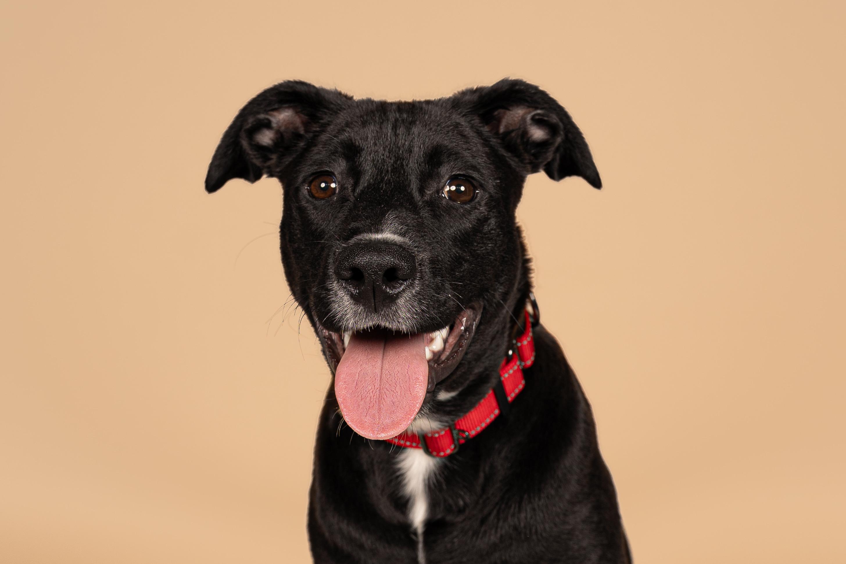 Buster, Adoptable, Young Male Black Labrador Retriever & Pit Bull Terrier.