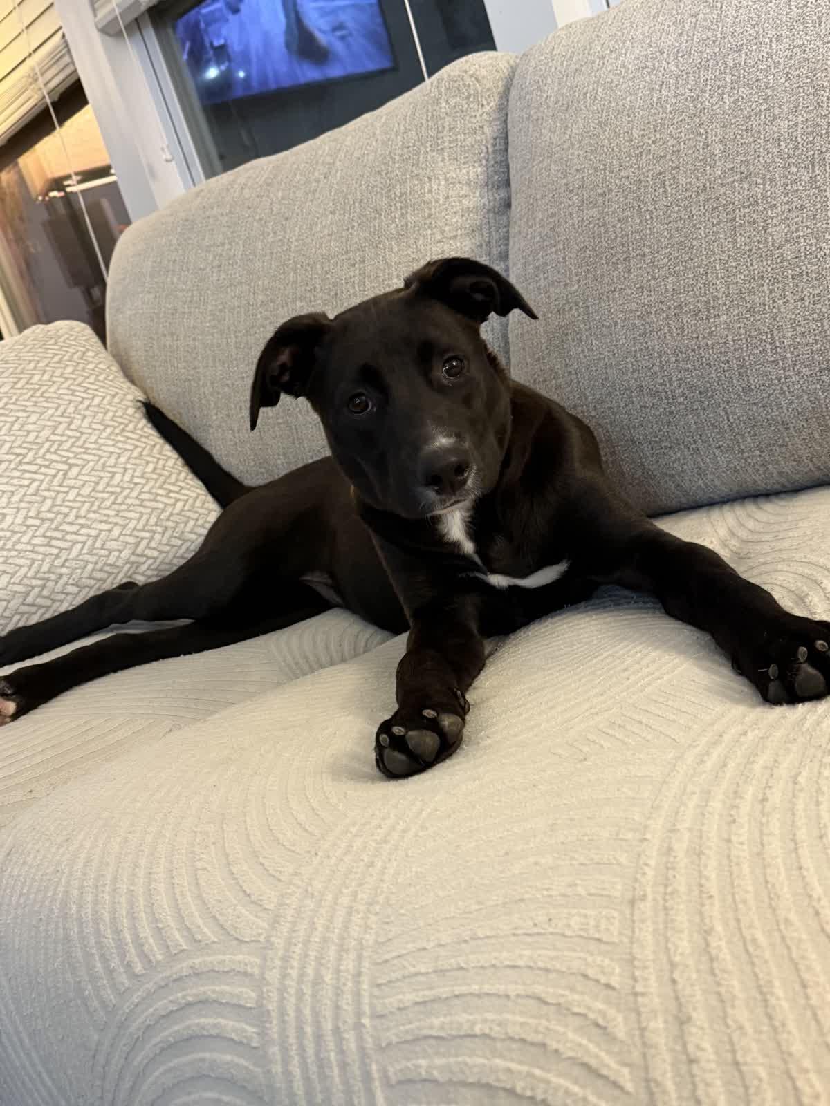 Enlarge Buster, a Adoptable mixed breed in MOORESVILLE, NC image 4/5