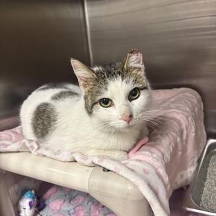 Enlarge Paris, a Adoptable Domestic Short Hair in Oyster Bay, NY image 1/1