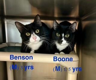 Boone, ADOPTABLE, Adult Male Domestic Short Hair.
