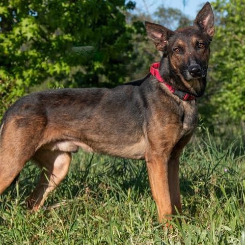 Brother, ADOPTABLE, Young Male Belgian Shepherd / Malinois.