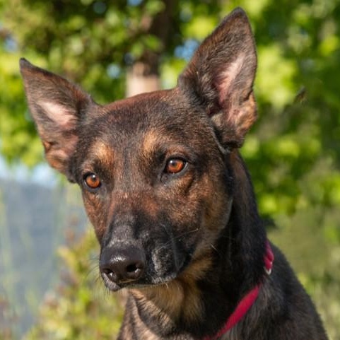 Enlarge Brother, a ADOPTABLE mixed breed in San Andreas, CA image 3/3