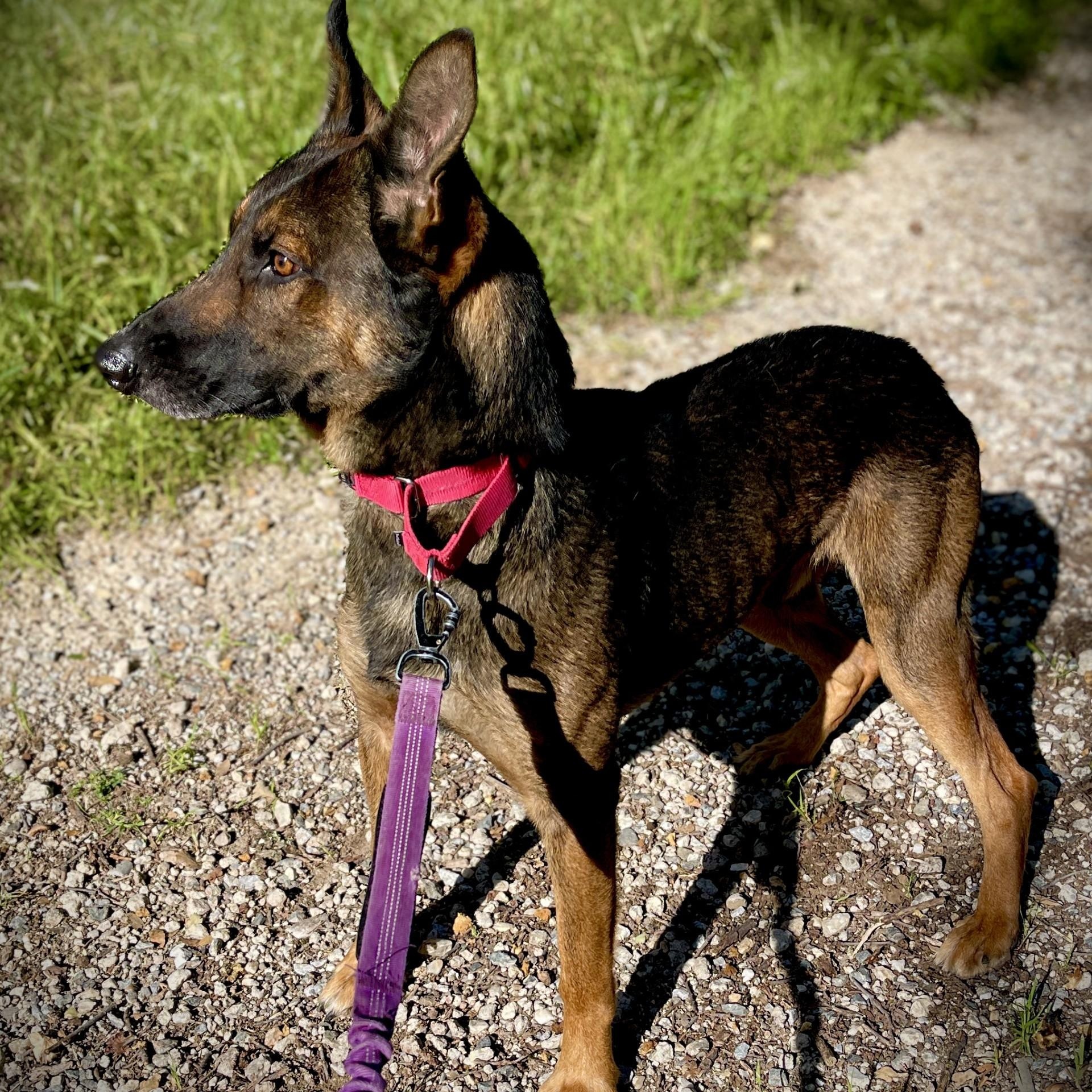 Enlarge Brother, a ADOPTABLE mixed breed in San Andreas, CA image 2/3