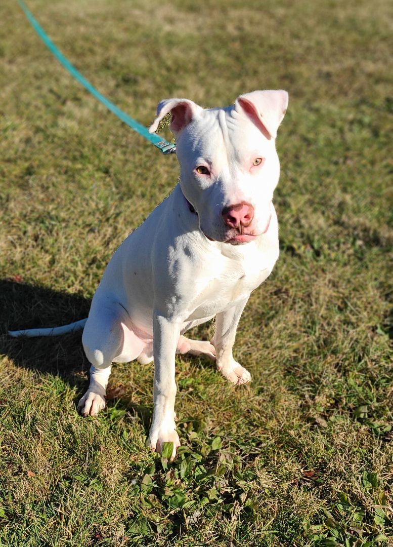 Tomato, Adopted, Puppy Male Pit Bull Terrier.