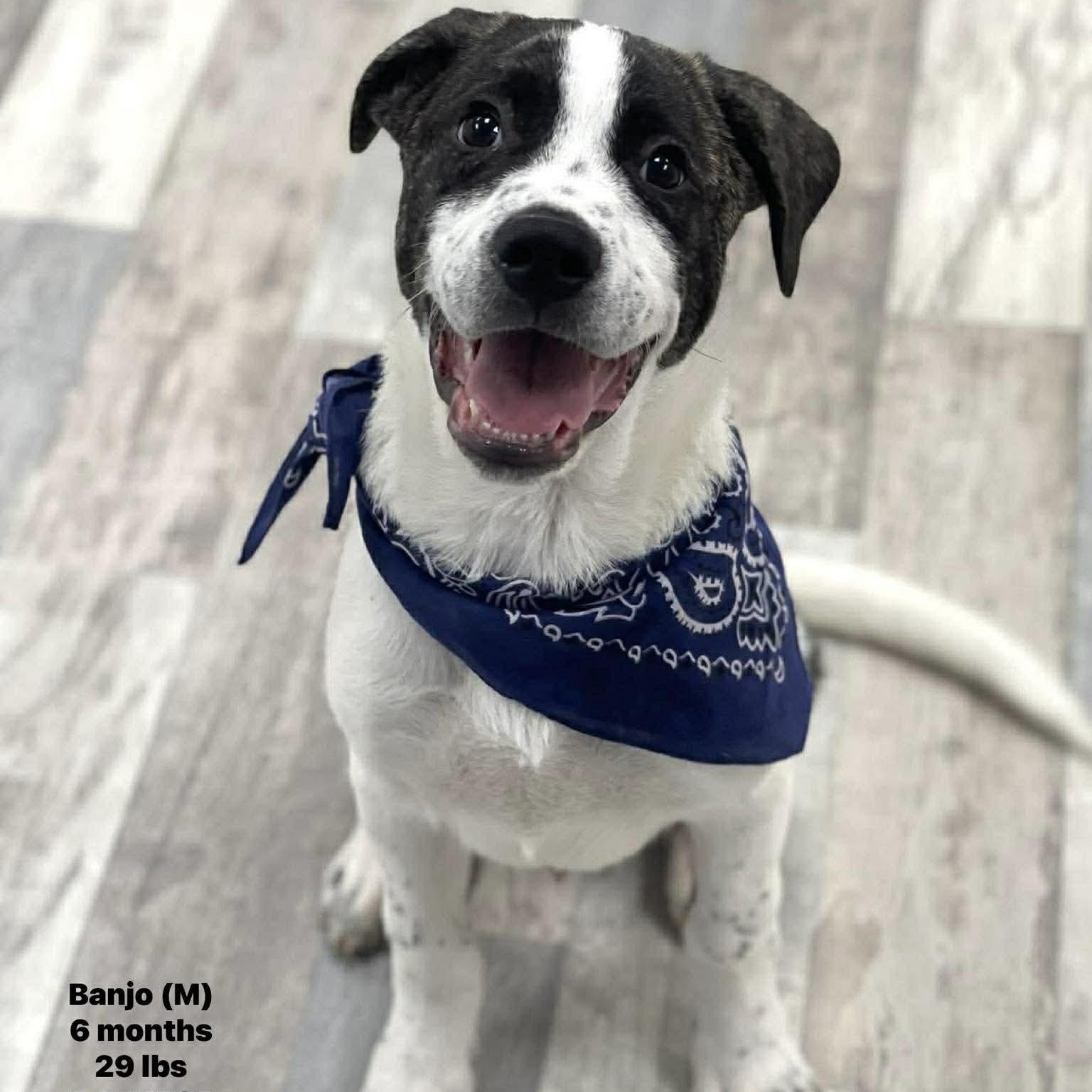 Enlarge Banjo - Local October 9-11, a Adoptable mixed breed in Hillsboro, OR image 1/1