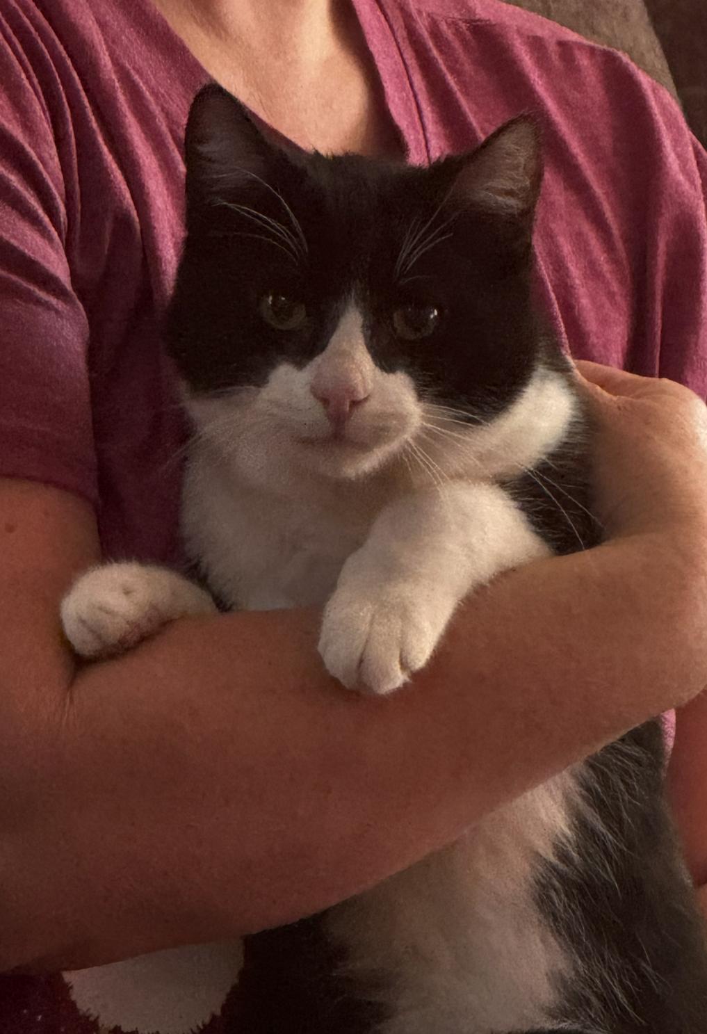 Enlarge Shiloh, a ADOPTABLE Domestic Short Hair in Oceanside, CA image 1/1