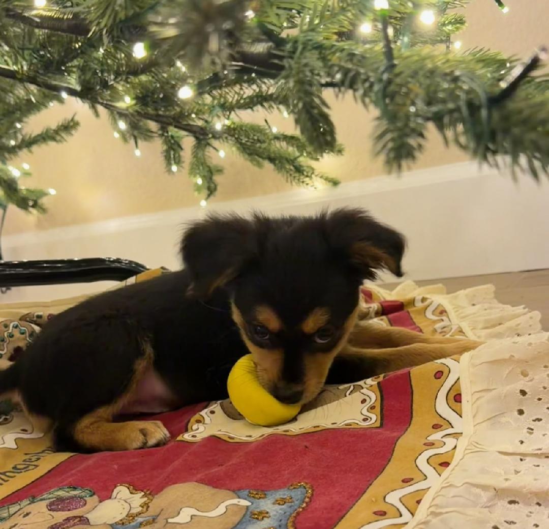 Enlarge Jack Jack, a ADOPTABLE mixed breed in Oviedo, FL image 3/4