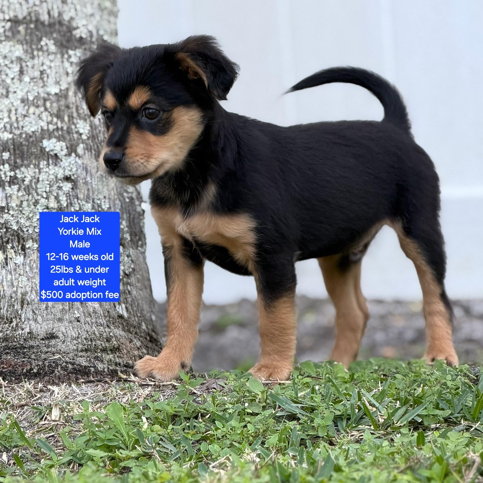 Enlarge Jack Jack, a ADOPTABLE mixed breed in Oviedo, FL image 2/4