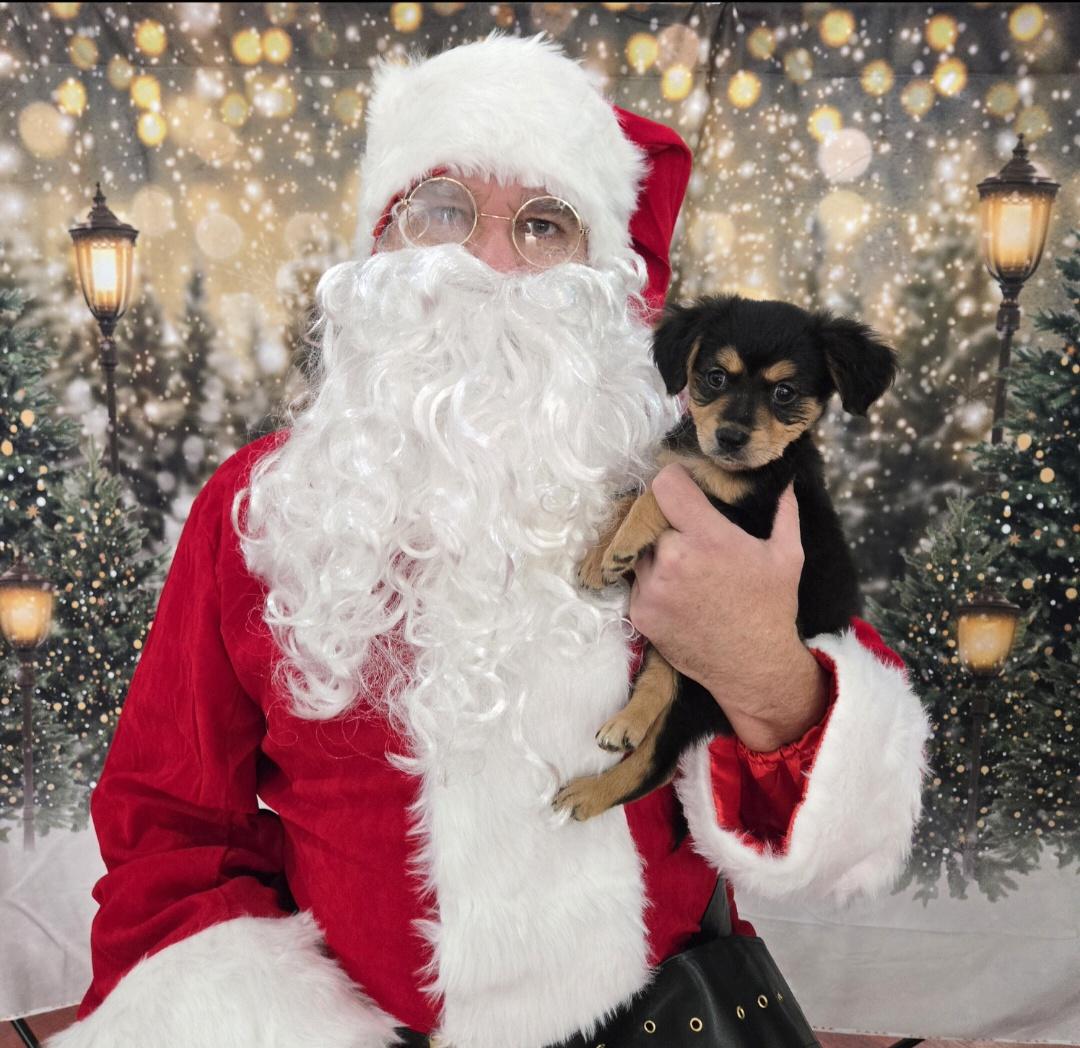 Jack Jack, ADOPTABLE, Puppy Male Yorkshire Terrier.