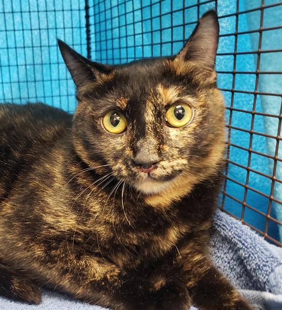 Enlarge Milana, a ADOPTABLE Domestic Short Hair in Tucson, AZ image 1/1