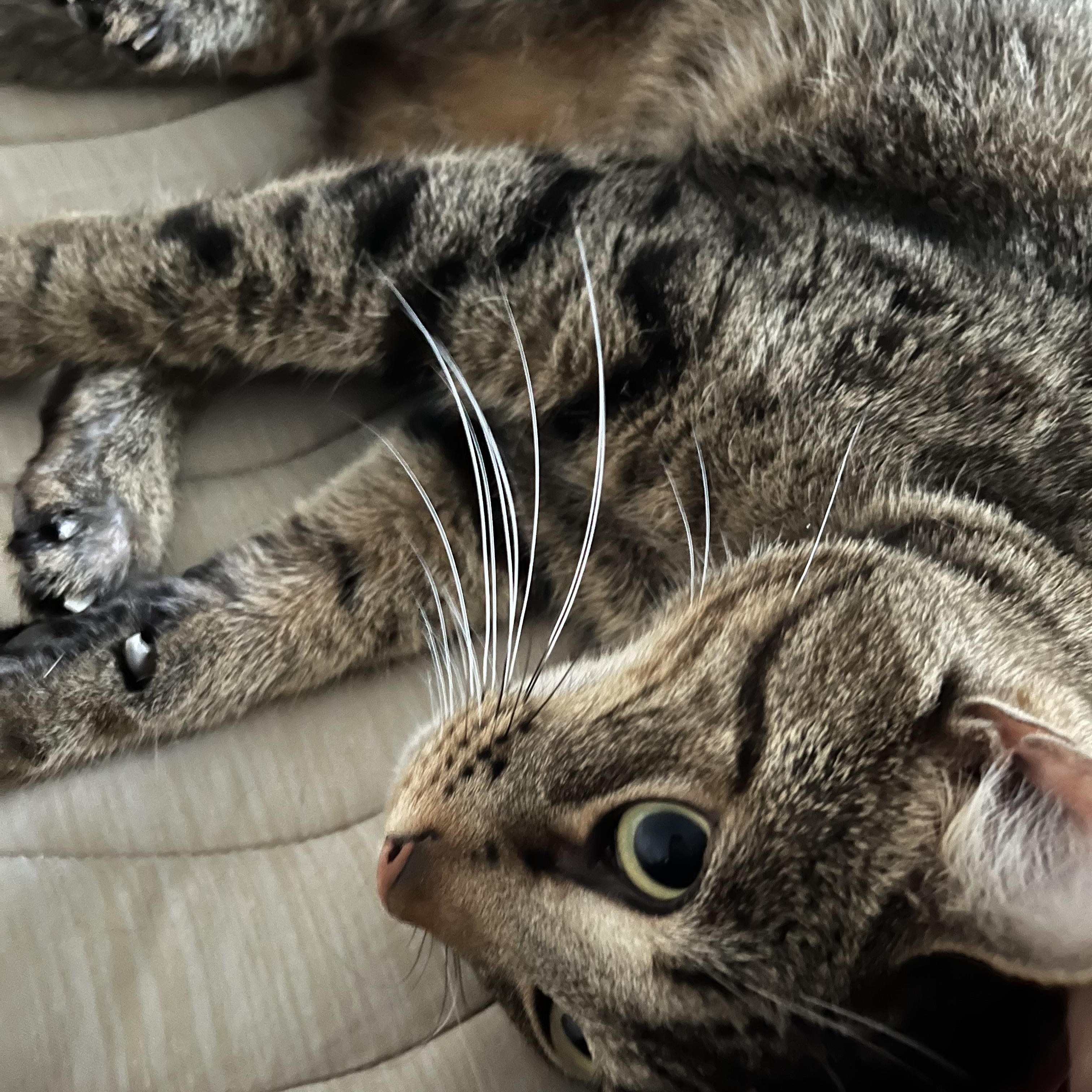 Tom, a Adoptable Domestic Short Hair in Lake Geneva, WI image 4/6