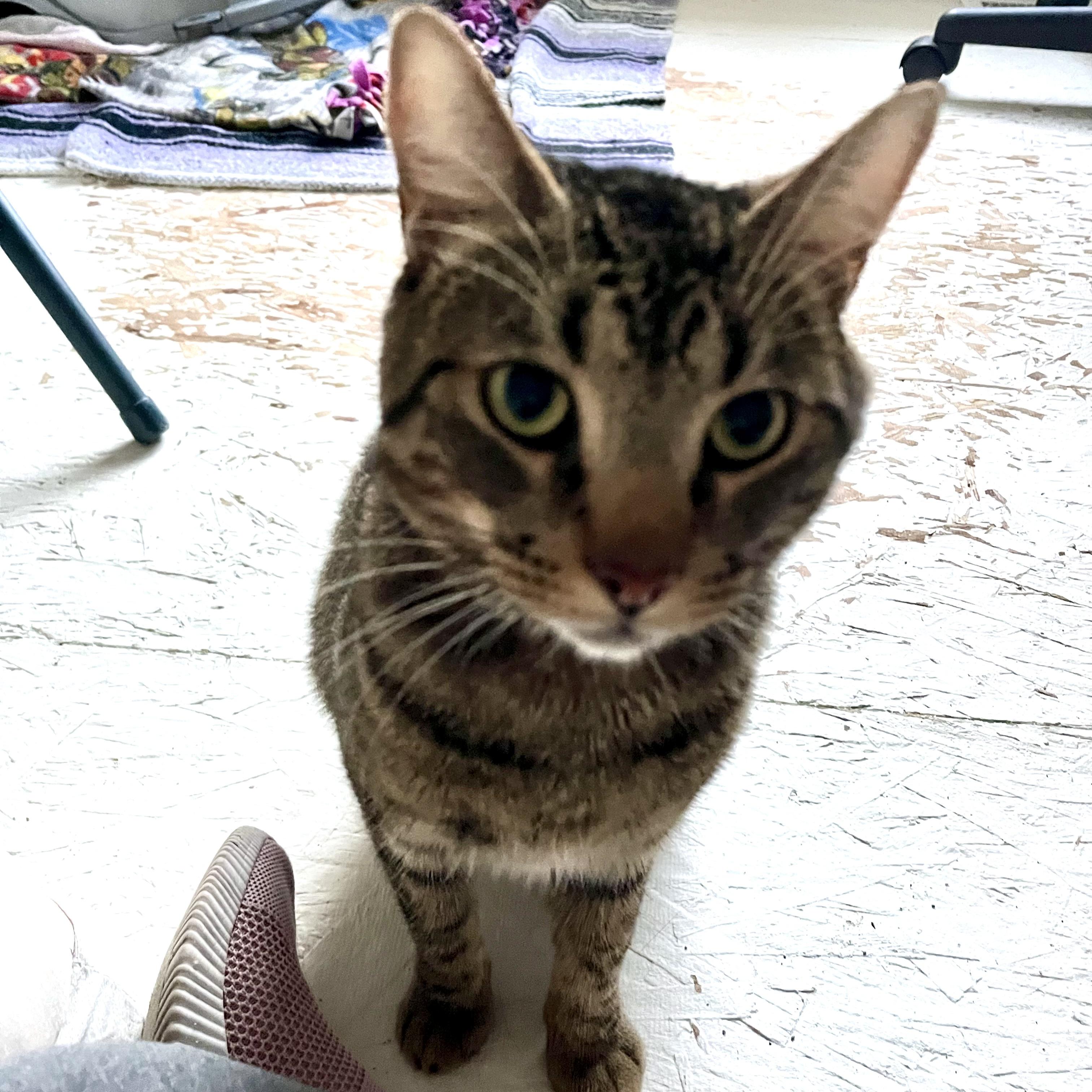 Tom, a Adoptable Domestic Short Hair in Lake Geneva, WI image 6/6