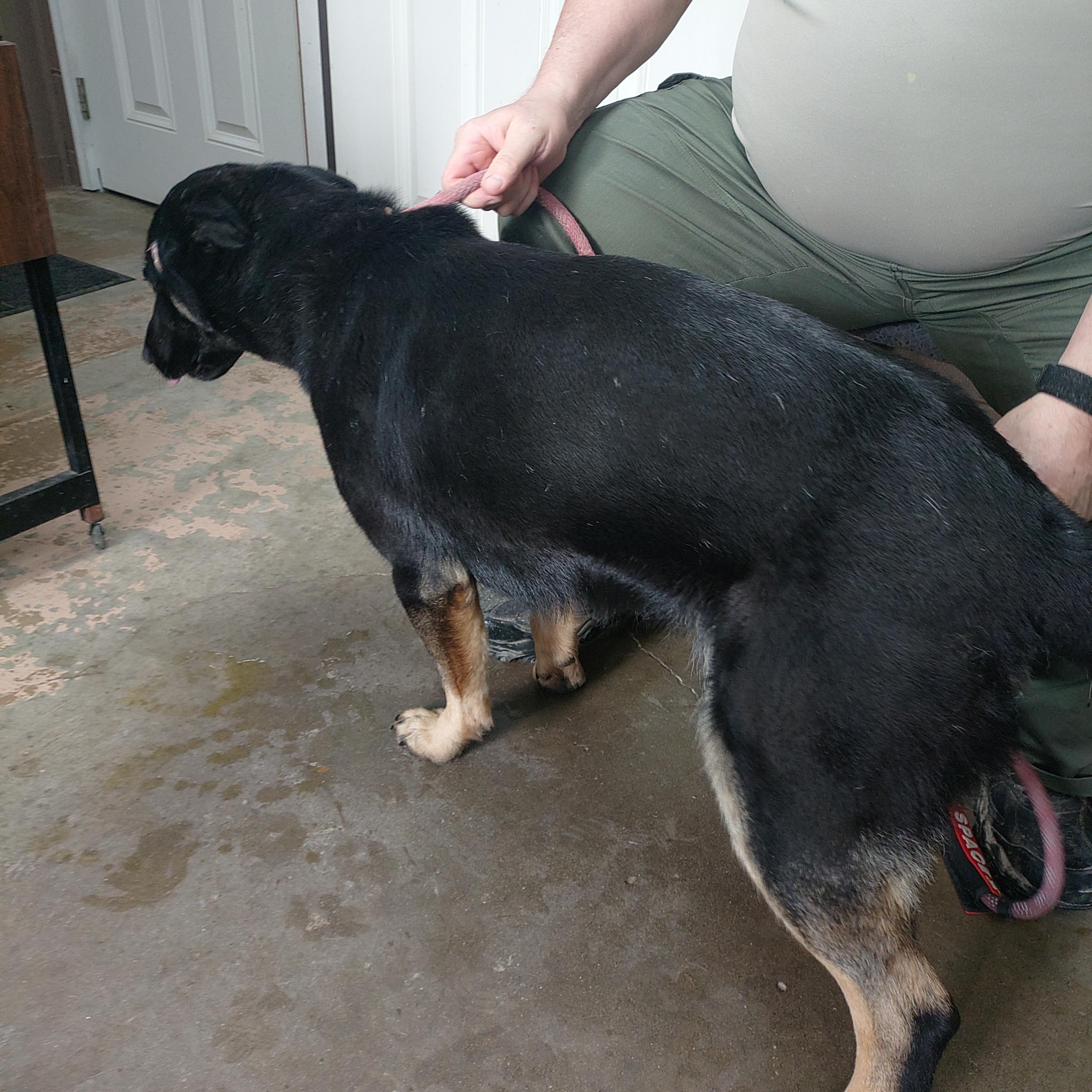 Enlarge 26-030, a ADOPTABLE German Shepherd Dog in Carrollton, OH image 3/3