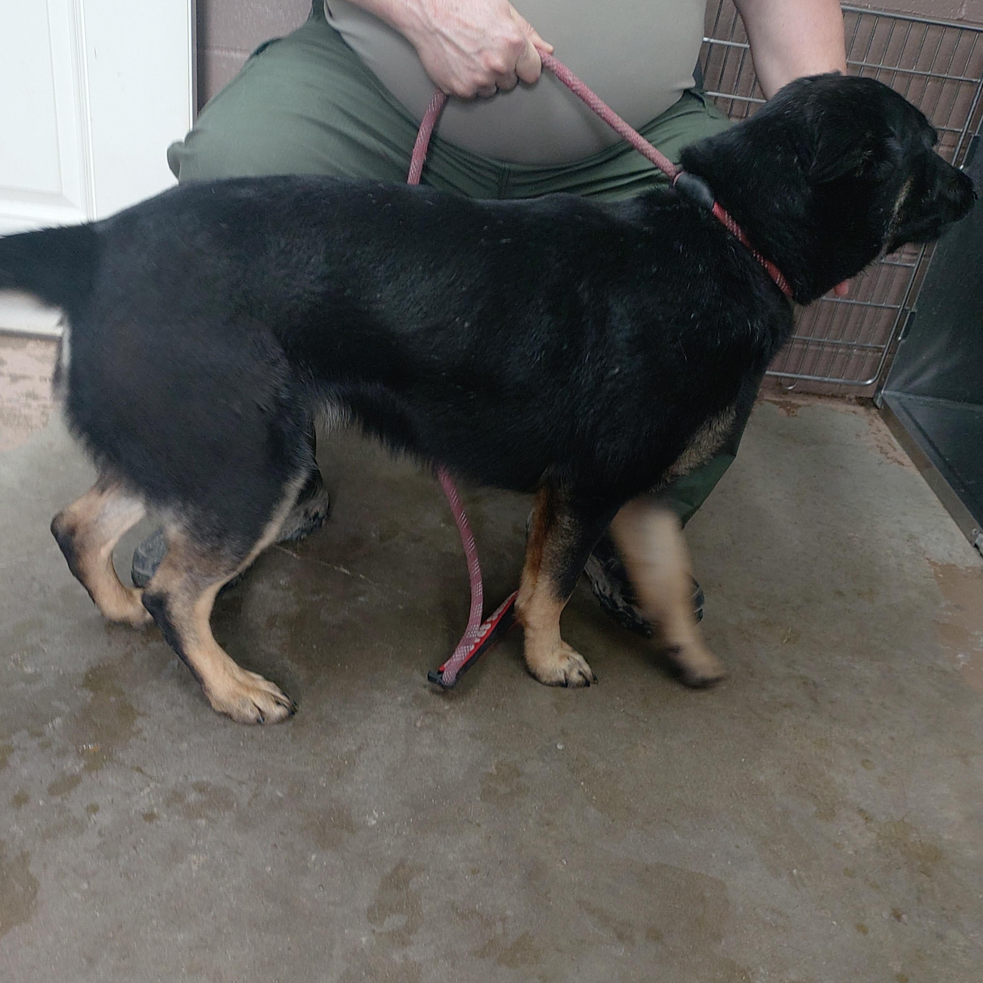 Enlarge 26-030, a ADOPTABLE German Shepherd Dog in Carrollton, OH image 2/3