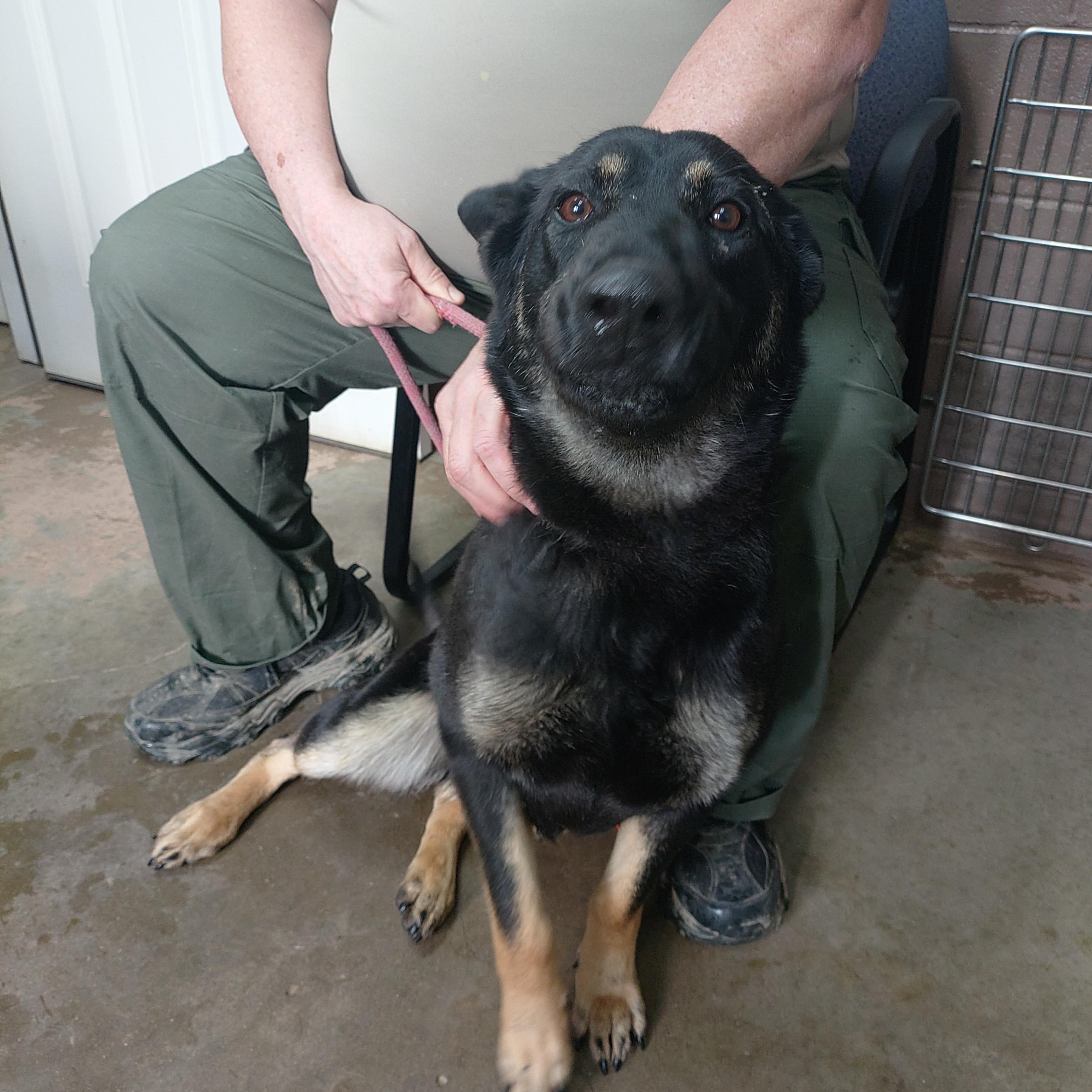 Enlarge 26-030, a ADOPTABLE German Shepherd Dog in Carrollton, OH image 1/3