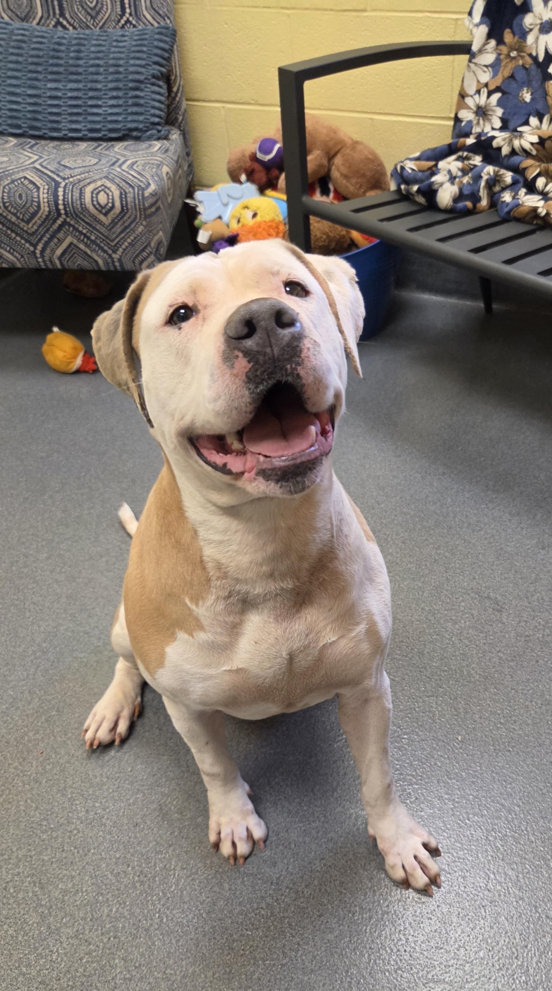 Enlarge Abby, a ADOPTABLE mixed breed in Amherst, VA image 6/6