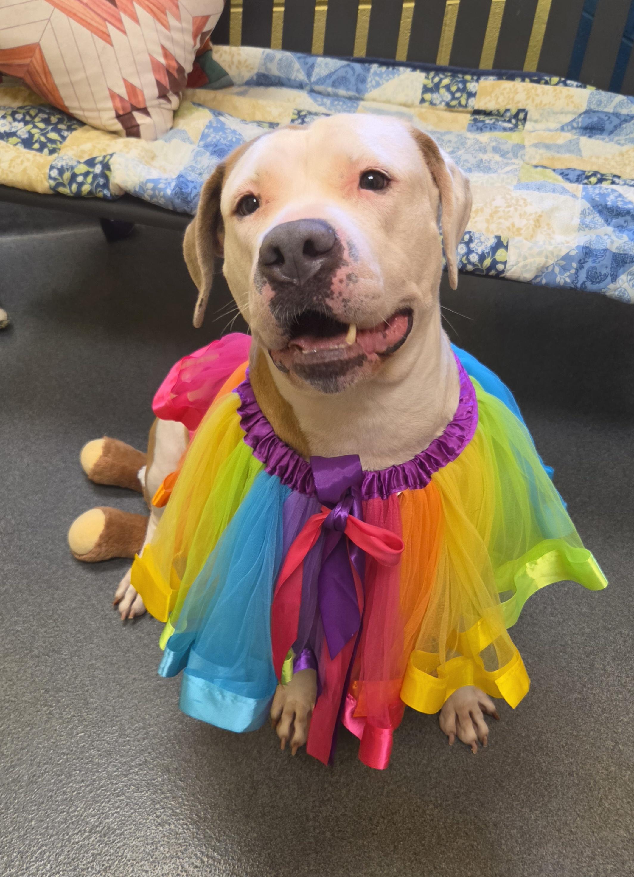 Abby, a ADOPTABLE mixed breed in Amherst, VA image 6/6