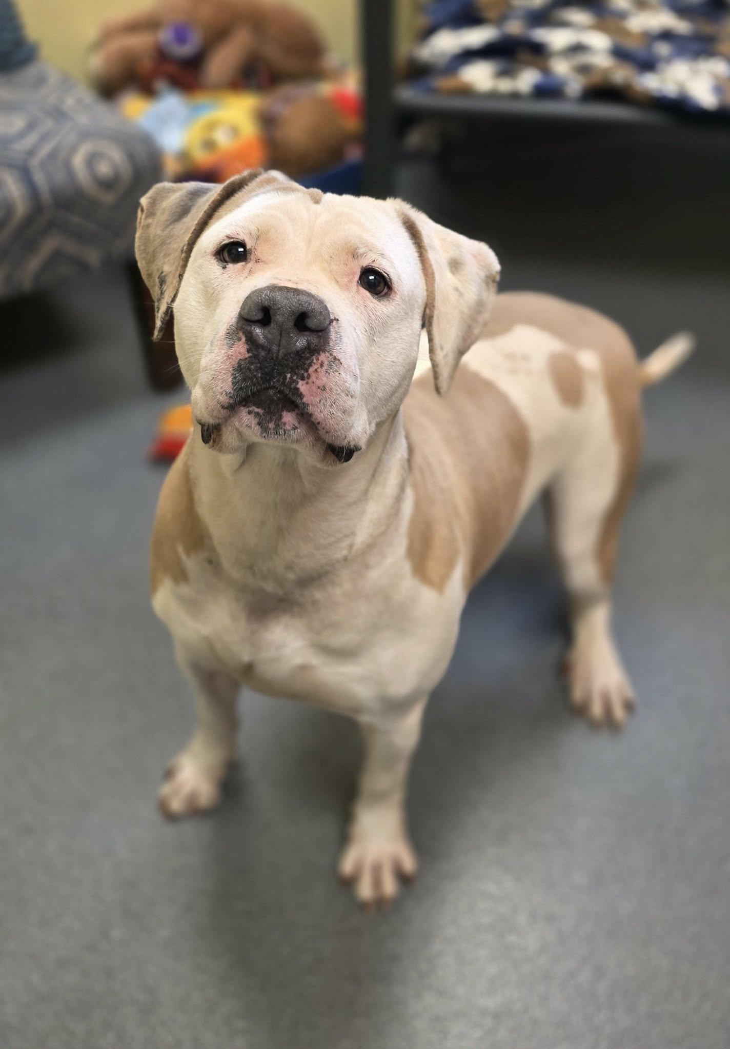 Enlarge Abby, a ADOPTABLE mixed breed in Amherst, VA image 4/6