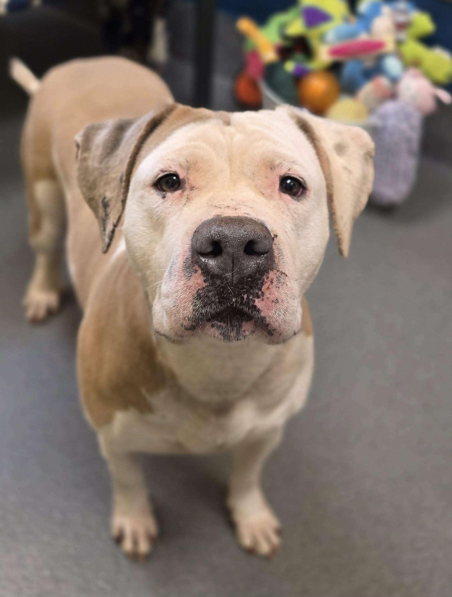 Enlarge Abby, a ADOPTABLE mixed breed in Amherst, VA image 2/6