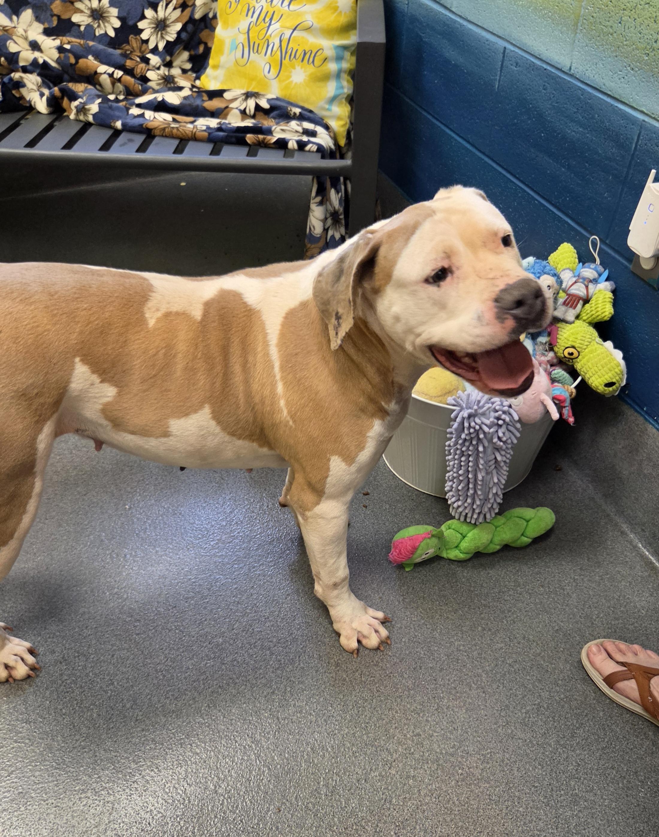 Enlarge Abby, a ADOPTABLE mixed breed in Amherst, VA image 5/6
