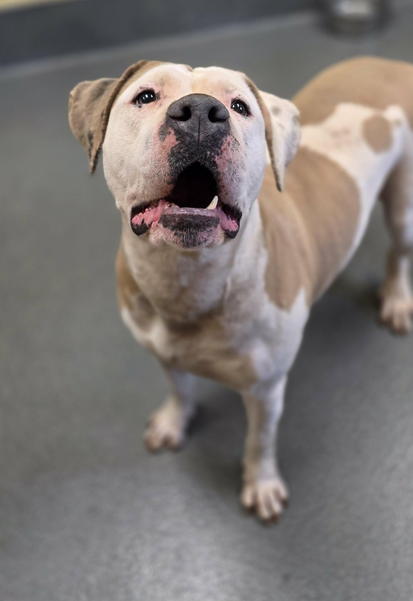 Enlarge Abby, a ADOPTABLE mixed breed in Amherst, VA image 3/6